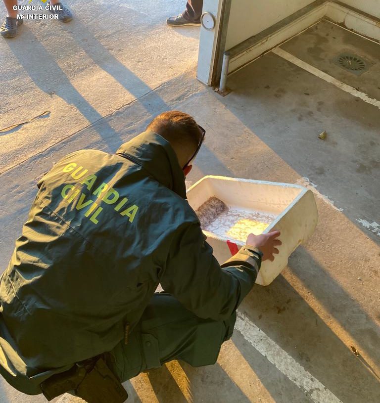 Guàrdia Civil i Mossos d’Esquadra incauten 60 quilos d’ostró al Delta