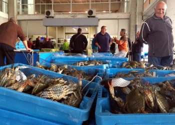 El cranc blau ja ha generat un benefici de 4,5 milions d’euros als pescadors ebrencs