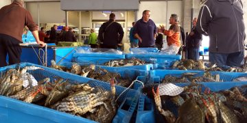 El cranc blau ja ha generat un benefici de 4,5 milions d’euros als pescadors ebrencs