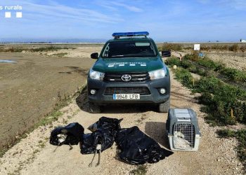 Moren 13 flamencs en xocar contra una línia de mitja tensió al delta de l’Ebre