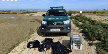 Moren 13 flamencs en xocar contra una línia de mitja tensió al delta de l’Ebre