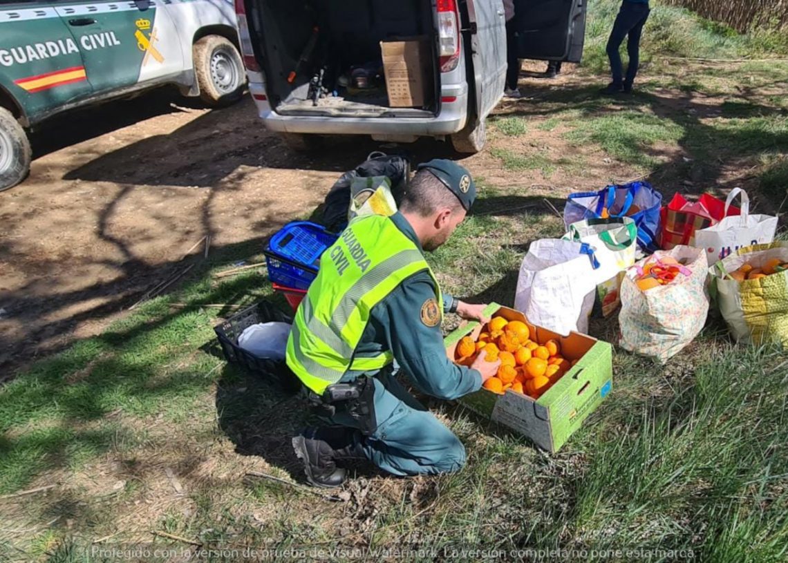 Investigats tres homes per córrer la taronja en una finca de Tortosa