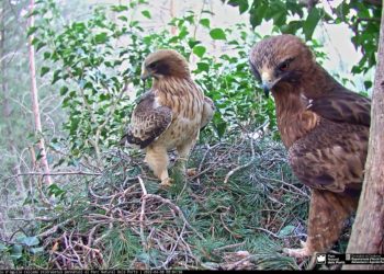 Una nova femella arriba al niu d’àguiles calçades que es pot veure en directe al parc natural dels Ports