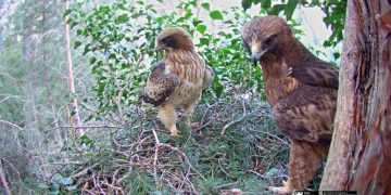 Una nova femella arriba al niu d’àguiles calçades que es pot veure en directe al parc natural dels Ports