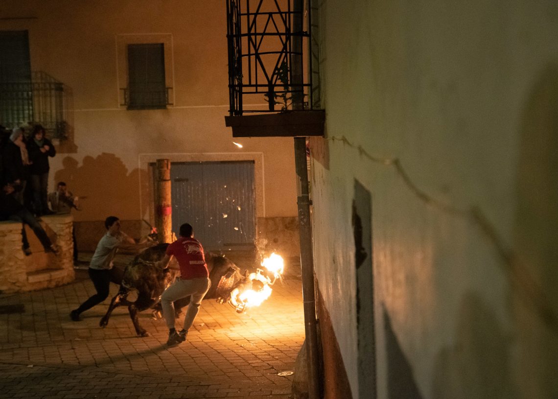 Els animalistes reprenen la vigilància dels correbous a les Terres de l’Ebre