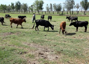 ‘La crueltat no té cap lloc a les escoles’, per Brian Cutts