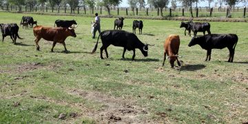 ‘La crueltat no té cap lloc a les escoles’, per Brian Cutts