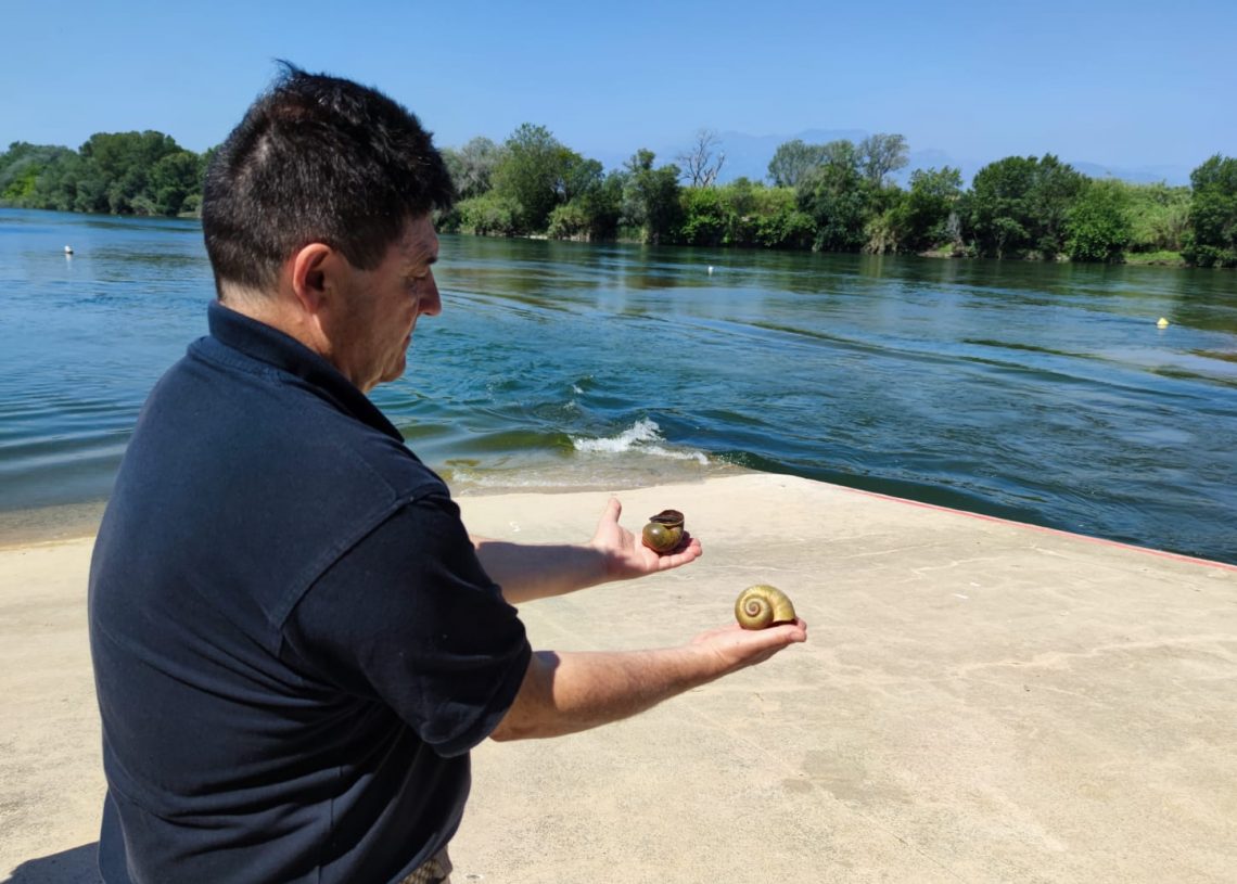 El cranc blau elimina el caragol maçana aigües amunt de Tortosa, però amenaça la fauna autòctona