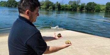 El cranc blau elimina el caragol maçana aigües amunt de Tortosa, però amenaça la fauna autòctona