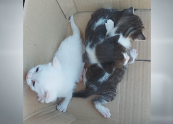 Polèmica entre Progat i l’Ajuntament de Roquetes per la recollida de gats abandonats