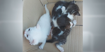 Polèmica entre Progat i l’Ajuntament de Roquetes per la recollida de gats abandonats