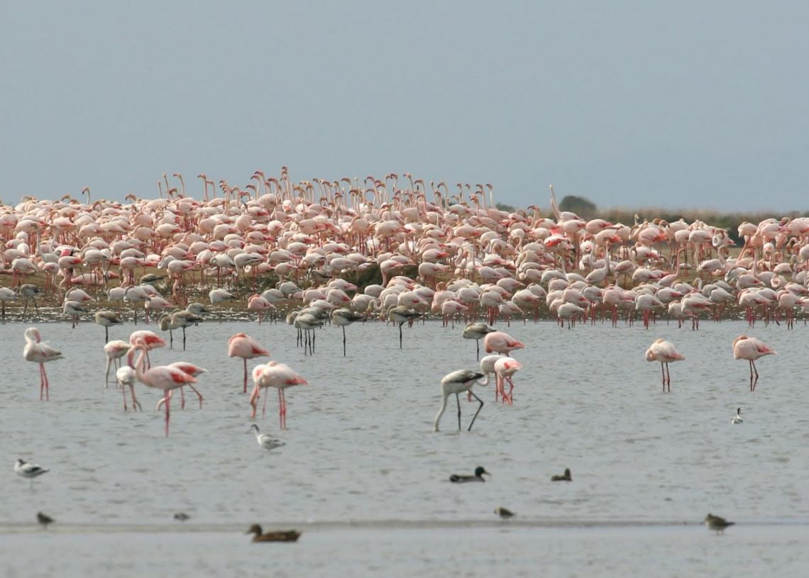 Els flamencs, la gavina corsa i el xatrac bec-llarg crien a les salines de la Trinitat