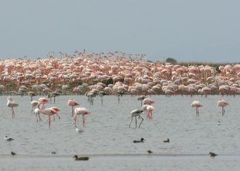 Els flamencs, la gavina corsa i el xatrac bec-llarg crien a les salines de la Trinitat