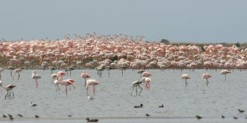 Els flamencs, la gavina corsa i el xatrac bec-llarg crien a les salines de la Trinitat