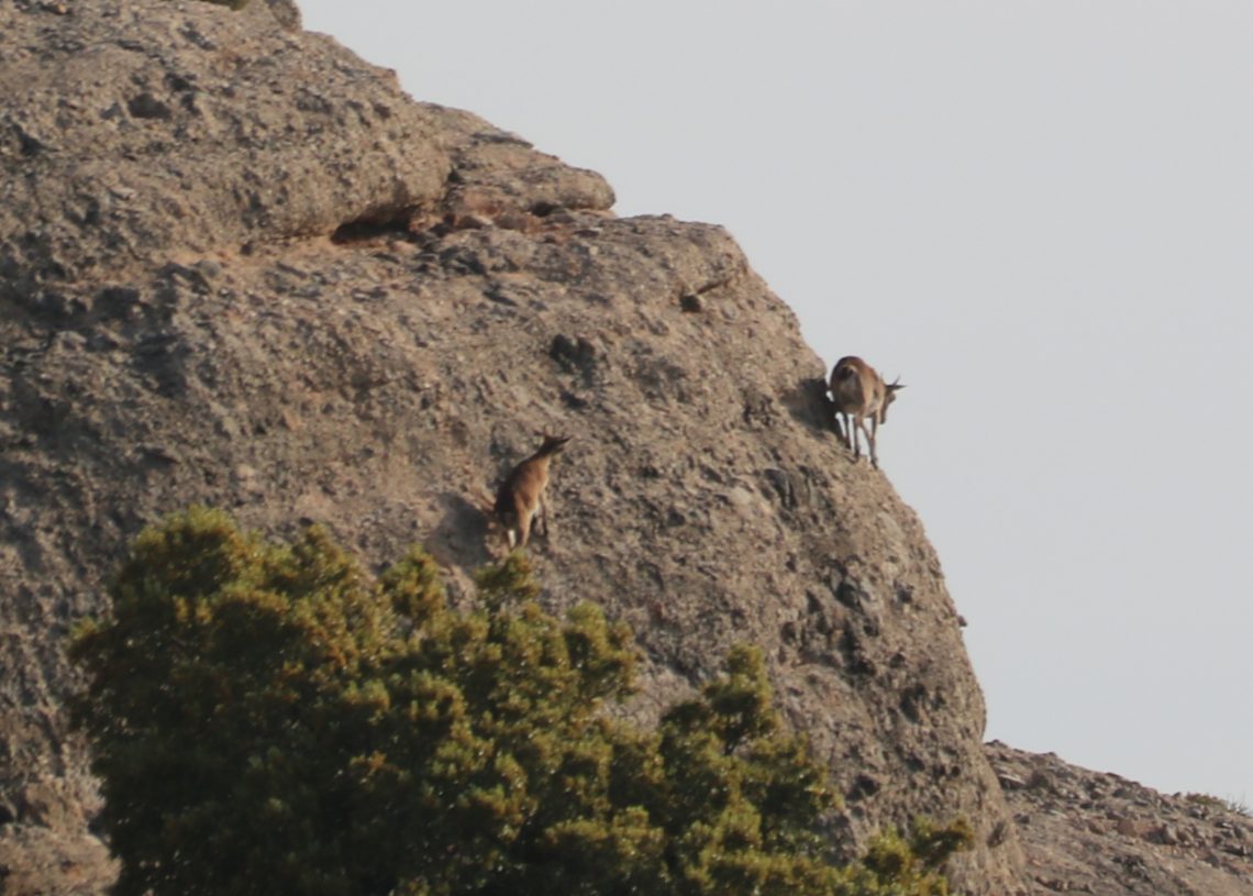 La sarna ha matat el 85% de la població de cabra hispànica del Port en set anys