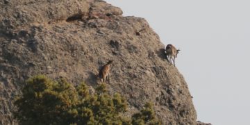 La sarna ha matat el 85% de la població de cabra hispànica del Port en set anys