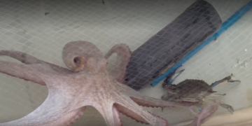 El pop podria ajudar a controlar l’expansió del cranc blau al delta de l’Ebre