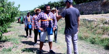 El reconeixement facial revoluciona la collita de cireres a Tivissa