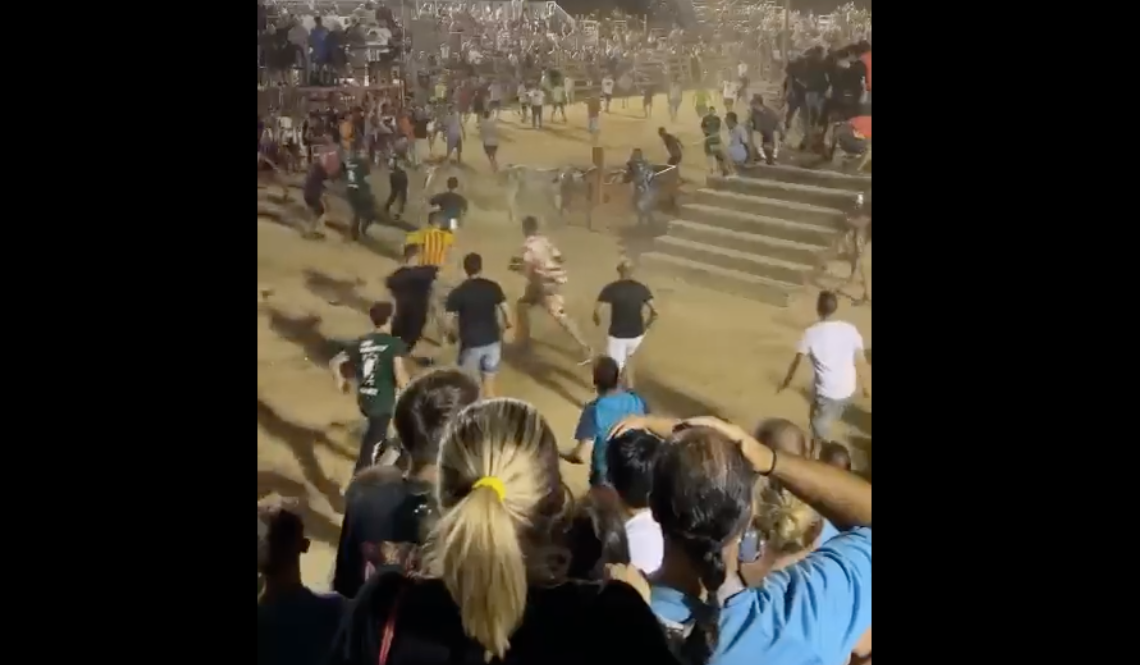 Un nou ensurt amb el bou a la Ràpita torna a activar la campanya antitaurina