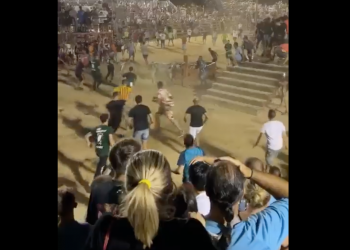 Un nou ensurt amb el bou a la Ràpita torna a activar la campanya antitaurina