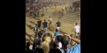 Un nou ensurt amb el bou a la Ràpita torna a activar la campanya antitaurina