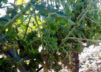 La pedregada afecta 3.000 hectàrees de vinya a la Terra Alta i pot fer perdre fins al 80% de raïm en algunes finques