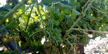La pedregada afecta 3.000 hectàrees de vinya a la Terra Alta i pot fer perdre fins al 80% de raïm en algunes finques