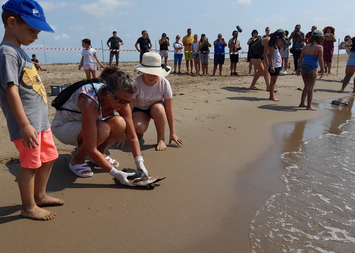 Alliberen sis exemplars de tortuga careta al Parc Natural del Delta de l’Ebre