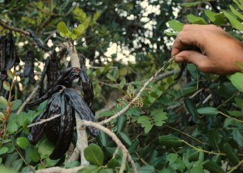 Controlaran la quantitat de garrofes venuda de cada finca per frenar els robatoris a les Terres de l’Ebre