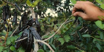 Controlaran la quantitat de garrofes venuda de cada finca per frenar els robatoris a les Terres de l’Ebre