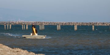 L’elevada temperatura de l’aigua del mar durant sis setmanes mata 150.000 quilos de musclos i la cria al Delta