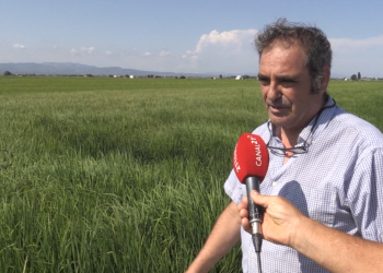 Arrossars es quedaran sense segar al Delta, per les restriccions en l’ús d’herbicides