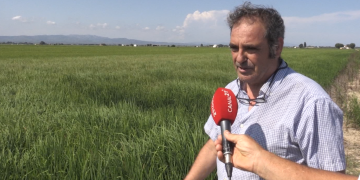 Arrossars es quedaran sense segar al Delta, per les restriccions en l’ús d’herbicides