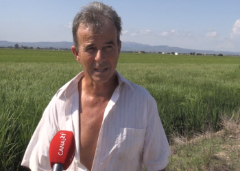 Neguit entre els pagesos del Delta pels sobrecostos i el preu final de l’arròs