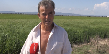 Neguit entre els pagesos del Delta pels sobrecostos i el preu final de l’arròs