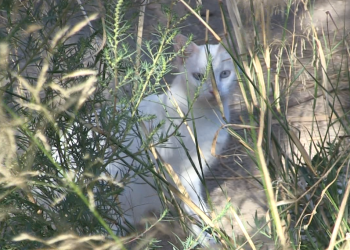 Alarma a Progat per un atac a trets contra els gats d’una colònia de Tortosa