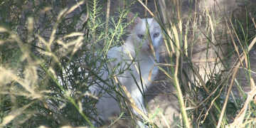 Alarma a Progat per un atac a trets contra els gats d’una colònia de Tortosa