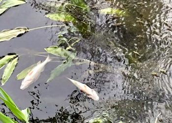 Investiguen la causa de la mort de milers de peixos entre els pantans de Riba-roja i Flix