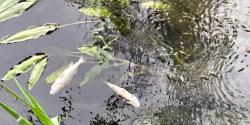 Investiguen la causa de la mort de milers de peixos entre els pantans de Riba-roja i Flix