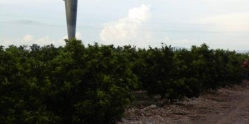 Qualitat Ambiental confirma que uns canons anticalamarsa afecten la salut acústica dels veïns d’Ulldecona