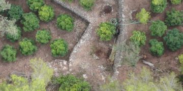La Policia Local Tortosa desmantella una plantació de marihuana a Sant Llàtzer