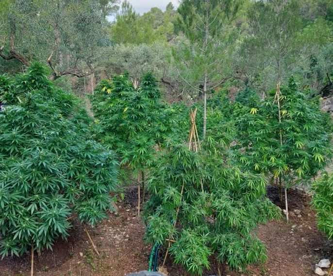 La Policia Local Tortosa desmantella una plantació de marihuana a Sant Llàtzer