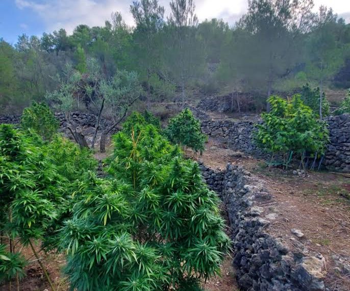 La Policia Local Tortosa desmantella una plantació de marihuana a Sant Llàtzer