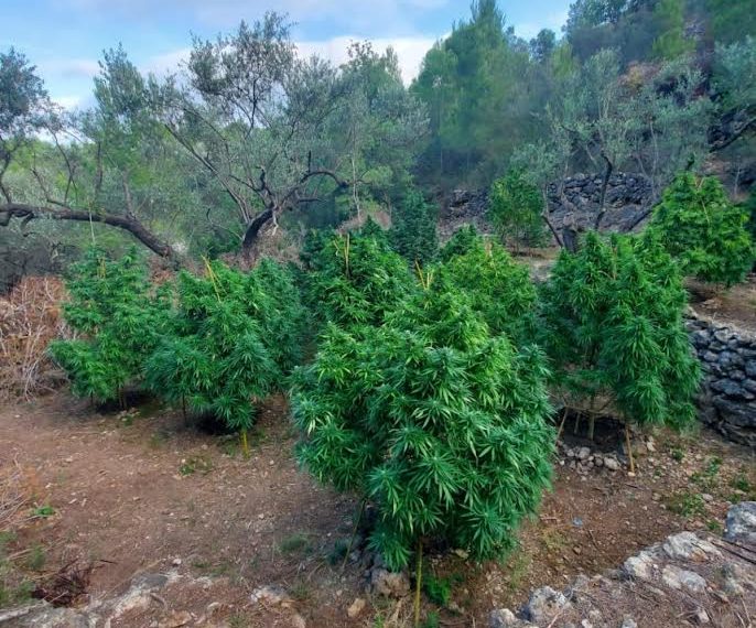 La Policia Local Tortosa desmantella una plantació de marihuana a Sant Llàtzer