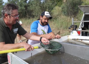 Alliberen un miler de peixos rescatats del riu Siurana a la llacuna de Riba-roja d’Ebre