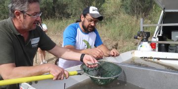 Alliberen un miler de peixos rescatats del riu Siurana a la llacuna de Riba-roja d’Ebre