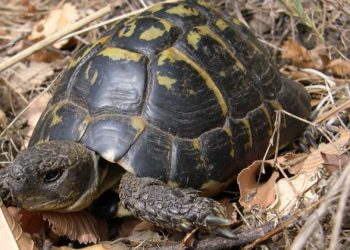 Així es reintrodueixen les tortugues mediterrànies al Parc Natural dels Ports