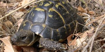 Així es reintrodueixen les tortugues mediterrànies al Parc Natural dels Ports