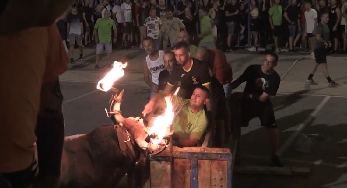 Denuncien cinc correbous a Amposta, l’Aldea, Lligallo del Gànguil i Vidreres per suposat maltractament animal