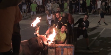Denuncien cinc correbous a Amposta, l’Aldea, Lligallo del Gànguil i Vidreres per suposat maltractament animal